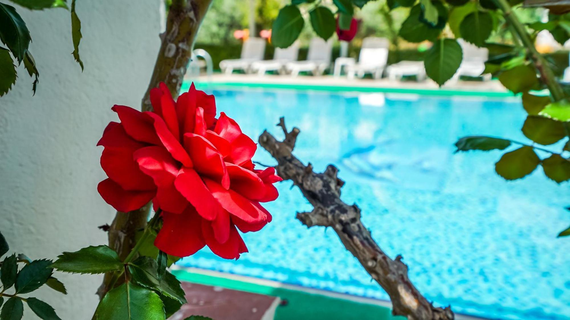 Catty Cats Garden Hotel Side Esterno foto
